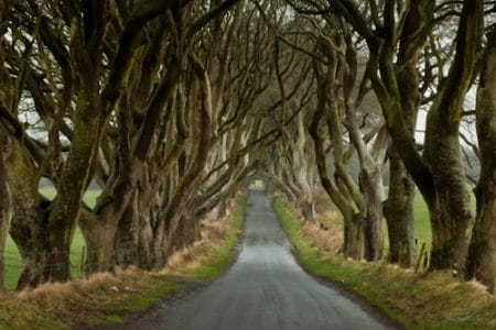 El tenebroso camino de Dark Hedges El tenebroso camino de Dark Hedges