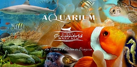 Dingle Oceanworld Aquarium, en Kerry Dingle Oceanworld Aquarium, en Kerry