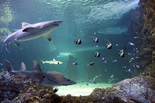 Riverwatch, un acuario en Londonderry Riverwatch, un acuario en Londonderry