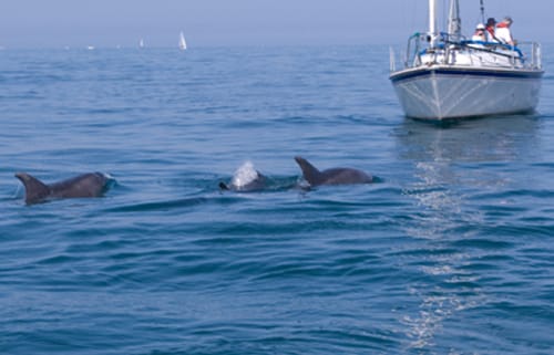 Ver delfines en Irlanda