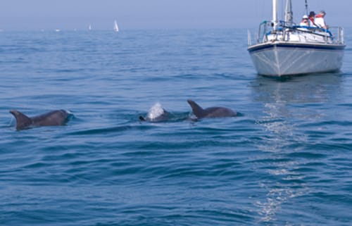 Ver delfines en Irlanda Ver delfines en Irlanda